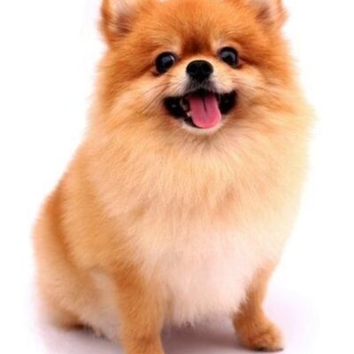 Webp net resizeimage  5  Thumbnail